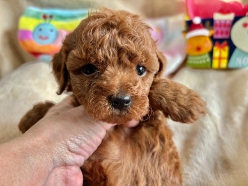 gCv[h̎qiID:1237311096j1ڂ̎ʐ^/XV:2025-12-04