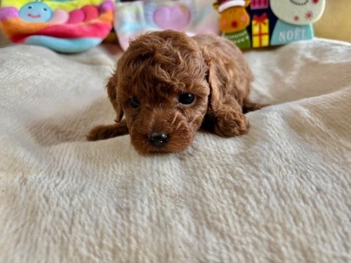 gCv[h̎qiID:1237311096j2ڂ̎ʐ^/XV:2025-12-04