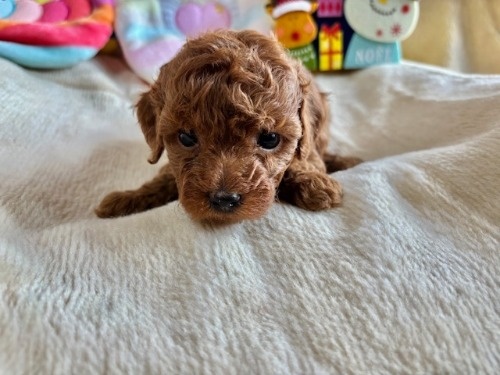 gCv[h̎qiID:1237311096j3ڂ̎ʐ^/XV:2025-12-04