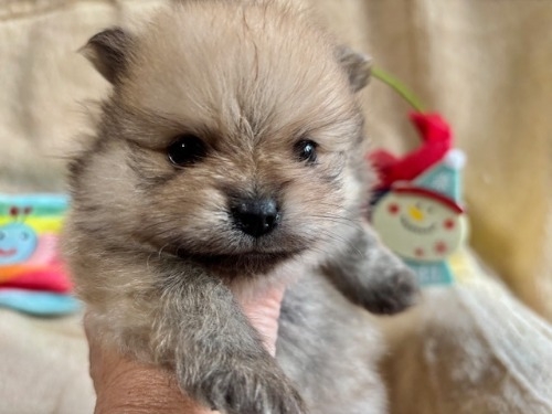 |jA̎qiID:1237311097j1ڂ̎ʐ^/XV:2025-12-04