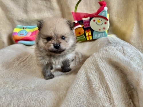 |jA̎qiID:1237311097j2ڂ̎ʐ^/XV:2025-12-04