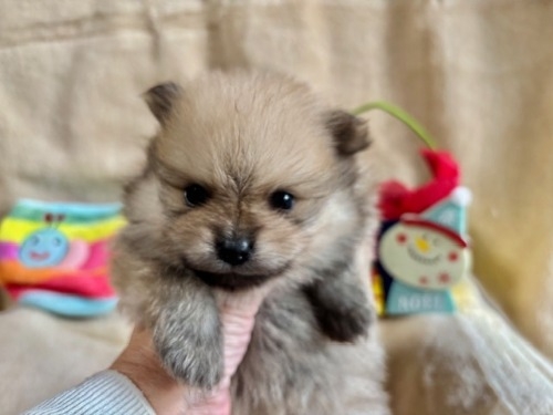 |jA̎qiID:1237311097j3ڂ̎ʐ^/XV:2025-12-04