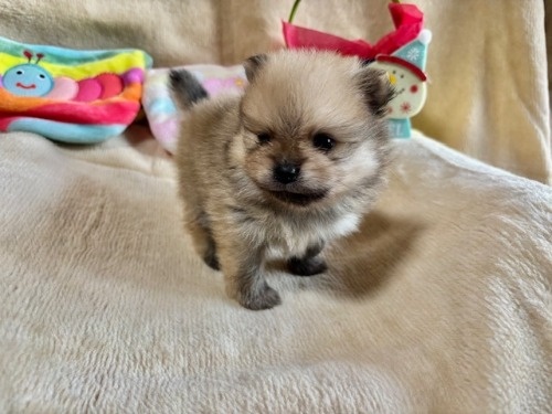 |jA̎qiID:1237311097j4ڂ̎ʐ^/XV:2025-12-04