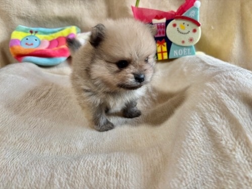 |jA̎qiID:1237311097j5ڂ̎ʐ^/XV:2025-12-04