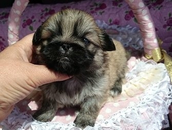 ペキニーズの子犬(ID:1238011029)の1枚目の写真/更新日:2015-04-01