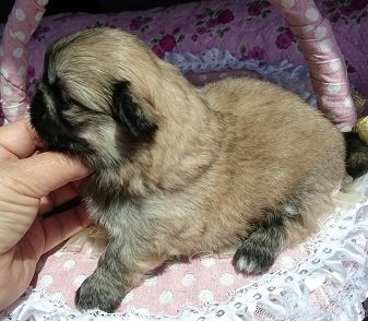 ペキニーズの子犬(ID:1238011029)の2枚目の写真/更新日:2015-04-01