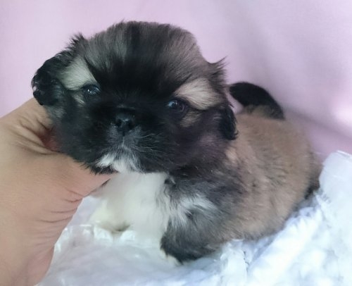 ペキニーズの子犬(ID:1238011041)の1枚目の写真/更新日:2015-12-06