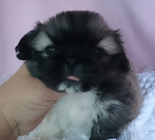 ペキニーズの子犬(ID:1238011041)の2枚目の写真/更新日:2015-12-06