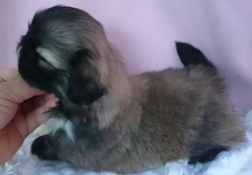 ペキニーズの子犬(ID:1238011041)の3枚目の写真/更新日:2015-12-06