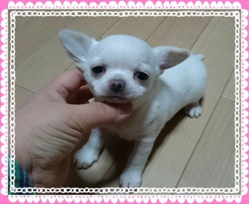 チワワ(スムース)の子犬(ID:1238011047)の1枚目の写真/更新日:2016-02-29