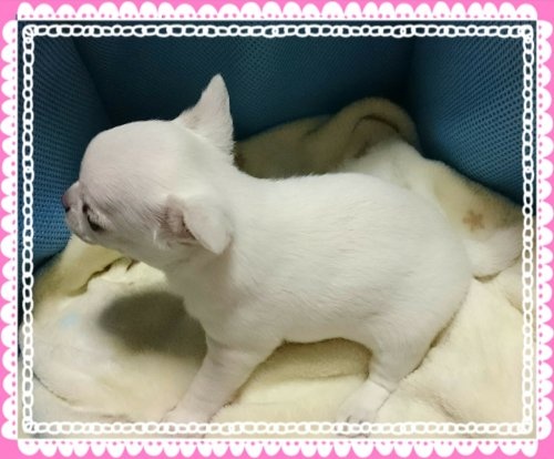 チワワ(スムース)の子犬(ID:1238011047)の3枚目の写真/更新日:2016-02-29