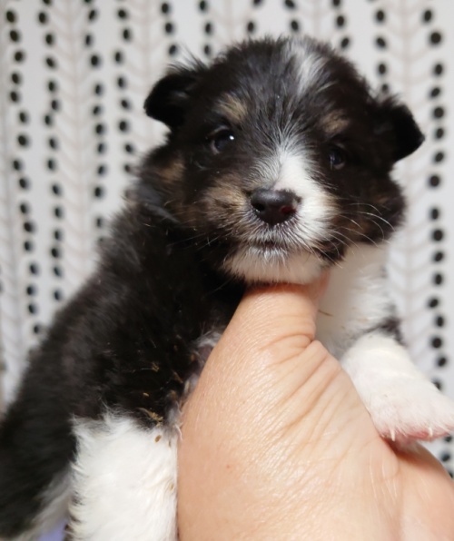 シェットランドシープドッグの子犬（ID:1238011115）の1枚目の写真/更新日:2022-08-24