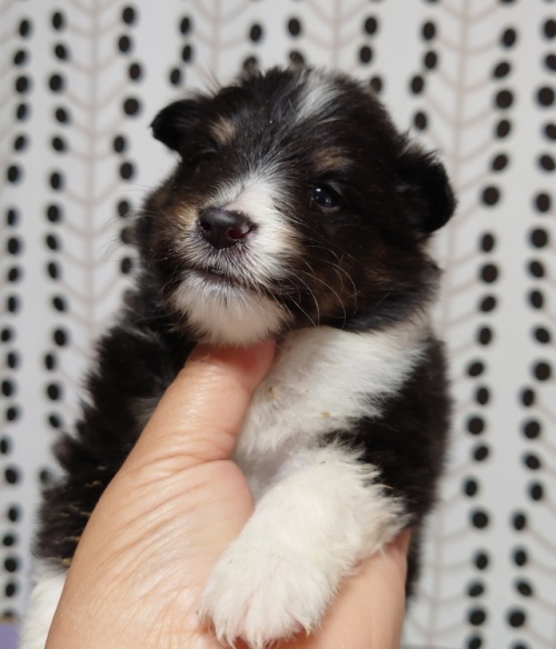 シェットランドシープドッグの子犬（ID:1238011115）の2枚目の写真/更新日:2022-08-24