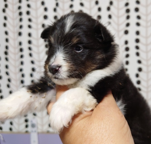 シェットランドシープドッグの子犬（ID:1238011115）の3枚目の写真/更新日:2022-08-24
