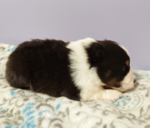 �V�F�b�g�����h�V�[�v�h�b�O�̎q���iID:1238011115�j��4���ڂ̎ʐ^/�X�V��:2026-01-11