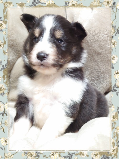 �V�F�b�g�����h�V�[�v�h�b�O�̎q���iID:1238011116�j��4���ڂ̎ʐ^/�X�V��:2026-01-11