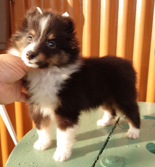 シェットランドシープドッグの子犬（ID:1238011117）の2枚目の写真/更新日:2022-09-01