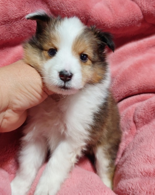 シェットランドシープドッグの子犬（ID:1238011123）の1枚目の写真/更新日:2022-07-30