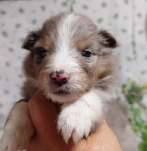 シェットランドシープドッグの子犬（ID:1238011128）の1枚目の写真/更新日:2023-05-17