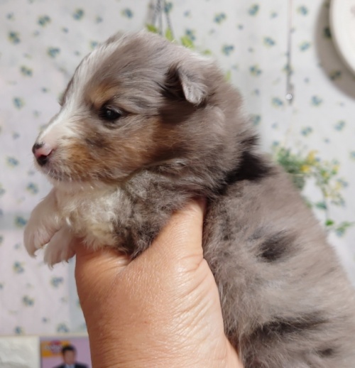 シェットランドシープドッグの子犬（ID:1238011128）の2枚目の写真/更新日:2023-05-17
