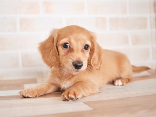 ミニチュアダックスフンド（ロング）の子犬（ID:1238511108）の1枚目の写真/更新日:2022-05-18