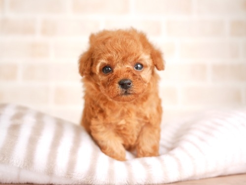 トイプードルの子犬（ID:1238511315）の1枚目の写真/更新日:2022-05-20