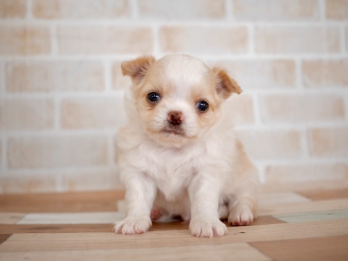 チワワ（ロング）の子犬（ID:1238511319）の1枚目の写真/更新日:2022-05-20