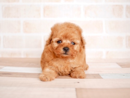 トイプードルの子犬（ID:1238511375）の1枚目の写真/更新日:2022-05-20
