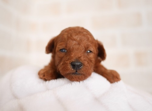 トイプードルの子犬（ID:1238511398）の2枚目の写真/更新日:2022-05-20
