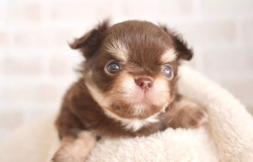 チワワ（ロング）の子犬（ID:1238511453）の1枚目の写真/更新日:2022-05-18