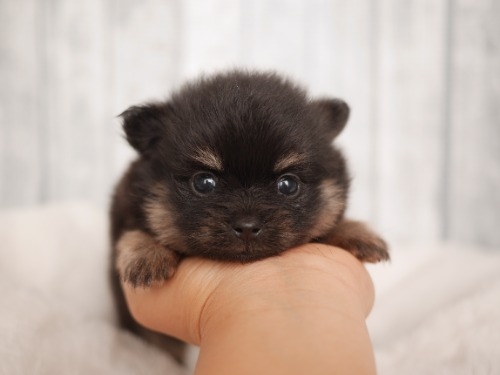ポメラニアンの子犬(ID:1238511495)の1枚目の写真/更新日:2025-07-08