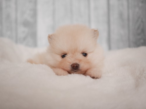 ポメラニアンの子犬(ID:1238511496)の1枚目の写真/更新日:2025-07-08