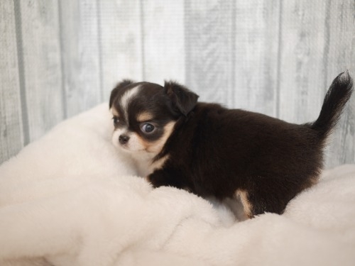 チワワ(ロング)の子犬(ID:1238511498)の2枚目の写真/更新日:2025-10-03