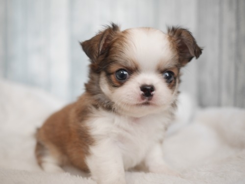 チワワ(ロング)の子犬(ID:1238511500)の1枚目の写真/更新日:2025-10-03