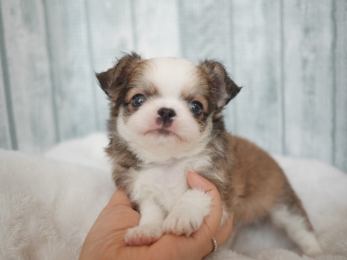 チワワ(ロング)の子犬(ID:1238511500)の3枚目の写真/更新日:2025-10-03