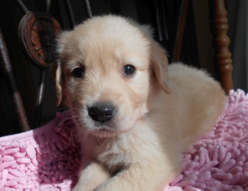 ゴールデンレトリバーの子犬（ID:1238911202）の1枚目の写真/更新日:2023-01-11