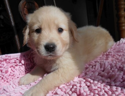 ゴールデンレトリバーの子犬（ID:1238911202）の2枚目の写真/更新日:2023-01-11