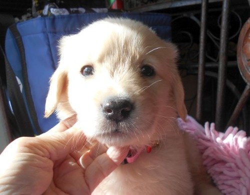 ゴールデンレトリバーの子犬（ID:1238911202）の3枚目の写真/更新日:2023-01-11