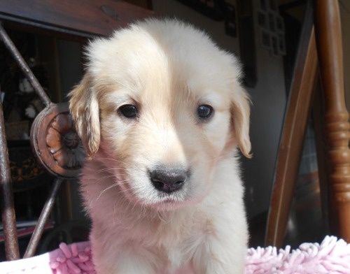 ゴールデンレトリバーの子犬（ID:1238911202）の4枚目の写真/更新日:2023-01-11
