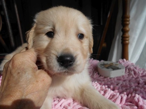 ゴールデンレトリバーの子犬（ID:1238911203）の1枚目の写真/更新日:2023-01-11