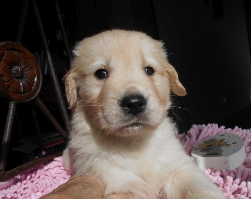 ゴールデンレトリバーの子犬（ID:1238911203）の2枚目の写真/更新日:2023-01-11