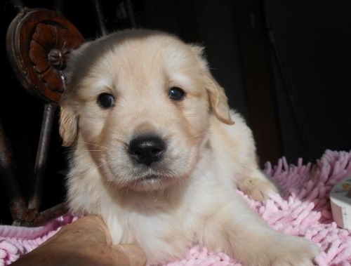 ゴールデンレトリバーの子犬（ID:1238911203）の3枚目の写真/更新日:2023-01-11