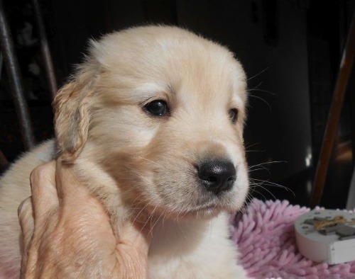 ゴールデンレトリバーの子犬（ID:1238911203）の4枚目の写真/更新日:2023-01-11