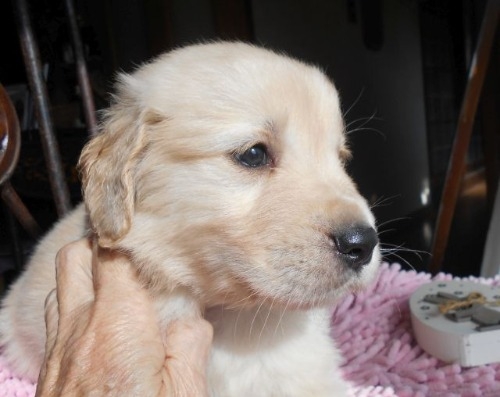 ゴールデンレトリバーの子犬（ID:1238911203）の5枚目の写真/更新日:2023-01-11