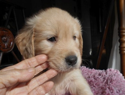 ゴールデンレトリバーの子犬（ID:1238911204）の4枚目の写真/更新日:2023-01-11