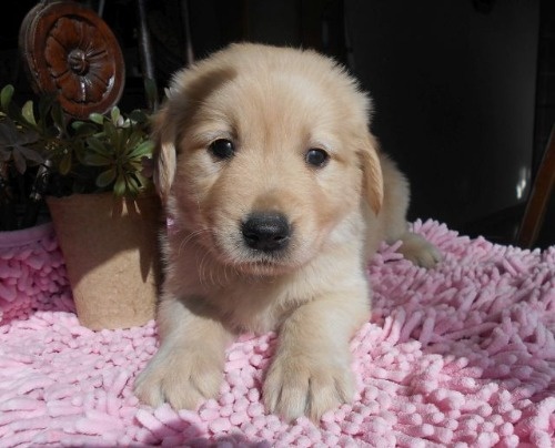 ゴールデンレトリバーの子犬（ID:1238911205）の1枚目の写真/更新日:2023-01-11
