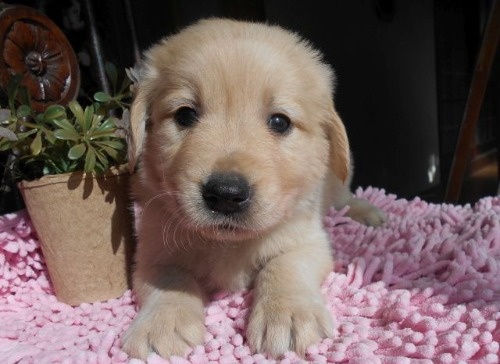 ゴールデンレトリバーの子犬（ID:1238911205）の3枚目の写真/更新日:2023-01-11