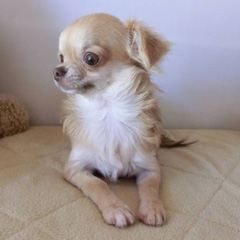 チワワ(ロング)の子犬(ID:1239111001)の1枚目の写真/更新日:2014-06-13