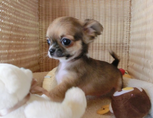 チワワ(ロング)の子犬(ID:1239111004)の1枚目の写真/更新日:2014-06-13