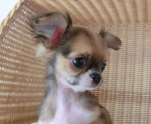 チワワ(ロング)の子犬(ID:1239111004)の2枚目の写真/更新日:2014-06-13